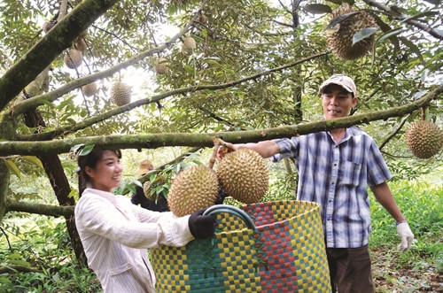 Phát triển diện tích cây ăn trái như sầu riêng, măng cụt..., mang lại thu nhập cao cho đồng bào.