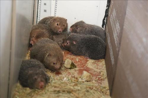 Đàn dúi nuôi tại trang trại nuôi của anh Nguyễn Văn Của, thôn 1, xã Long Sơn, thành phố Vũng Tàu. Ảnh: Hoàng Nhị - TTXVN