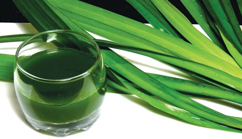 Lá dứa - thần dược của sức khỏe và sắc đẹp ảnh 2 Lá dứa - thần dược của sức khỏe và sắc đẹp ảnh 2