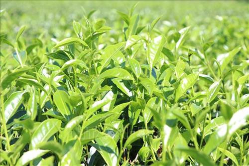 Chè xanh tại các vườn chè Gia Lai nẩy lộc đâm chồi sau mùa mưa. Ảnh: Hồng Điệp – TTXVN Chè xanh tại các vườn chè Gia Lai nẩy lộc đâm chồi sau mùa mưa. Ảnh: Hồng Điệp – TTXVN