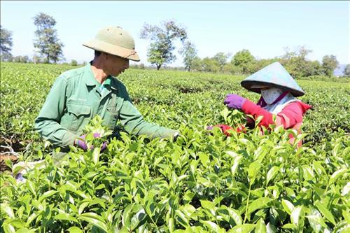 Chè thu hái thủ công trên các vườn chè tại Gia Lai. Ảnh: Hồng Điệp – TTXVN Chè thu hái thủ công trên các vườn chè tại Gia Lai. Ảnh: Hồng Điệp – TTXVN