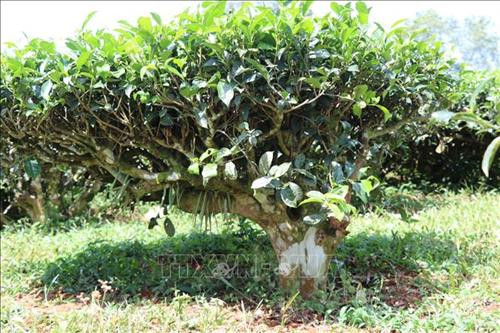 Những gốc chè cổ thụ vẫn được giữ lại tại các vườn chè Gia Lai. Ảnh: Hồng Điệp – TTXVN Những gốc chè cổ thụ vẫn được giữ lại tại các vườn chè Gia Lai. Ảnh: Hồng Điệp – TTXVN