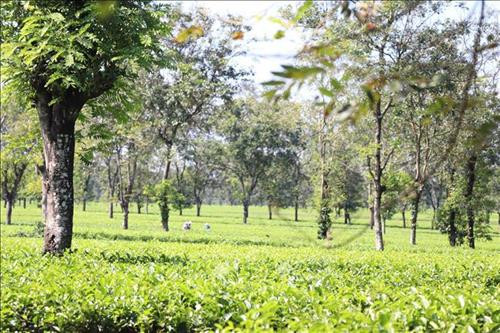 Những đồi chè nối nhau đến tận chân núi. Ảnh: Hồng Điệp – TTXVN Những đồi chè nối nhau đến tận chân núi. Ảnh: Hồng Điệp – TTXVN