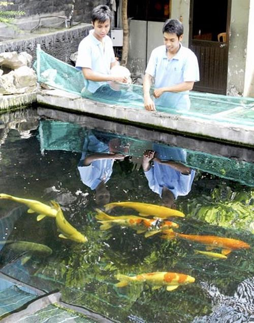 Nuôi cá Koi (cá cảnh) xuất xứ từ Nhật Bản. Ảnh: http://www.sggp.org.vn Nuôi cá Koi (cá cảnh) xuất xứ từ Nhật Bản. Ảnh: http://www.sggp.org.vn