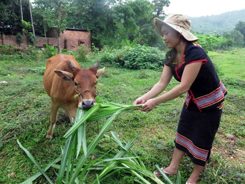 Phụ nữ vùng cao Phước Hòa vươn lên thoát nghèo ảnh 1