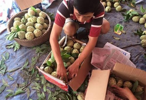 Những vùng đất sản sinh ra loại na ngon tại Việt Nam ảnh 1