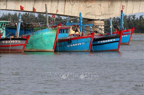 Đội tàu cá vỏ gỗ của ngư dân Quảng Trị được nâng cấp theo Nghị định 67/NĐ-CP. Ảnh: Nguyên Lý-TTXVN Đội tàu cá vỏ gỗ của ngư dân Quảng Trị được nâng cấp theo Nghị định 67/NĐ-CP. Ảnh: Nguyên Lý-TTXVN