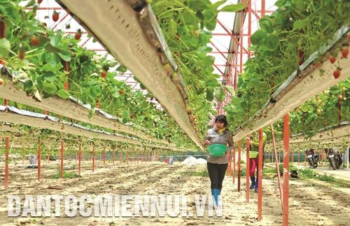 Cây dâu đòi hỏi ánh sáng dồi dào thì mới sinh trưởng mạnh, thiếu ánh sáng thường ảnh hưởng đến khả năng ra hoa kết quả. Ảnh: Nguyễn Dũng