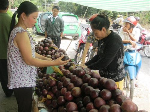 Vú sữa bẻ từ vườn có giá từ 10.000 - 25.000 đồng/kg.