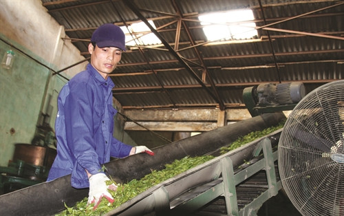 Dây chuyền sản xuất chè tại Công ty Cổ phần Đầu tư Phát triển chè Tam Đường