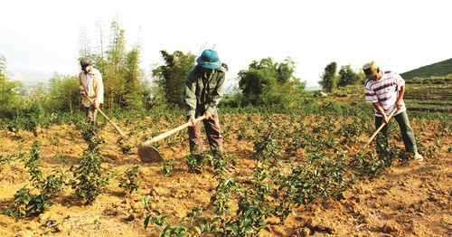 Lai Châu vận động các hộ đồng bào thay thế các giống chè cũ bằng giống chè mới