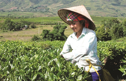 Chè là cây xóa đói giảm nghèo, mang lại thu nhập ổn định cho đồng bào dân tộc ở Lai Châu