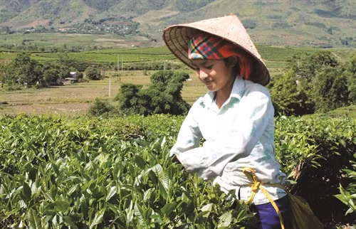 Chè là cây xóa đói giảm nghèo, mang lại thu nhập ổn định cho đồng bào dân tộc ở Lai Châu