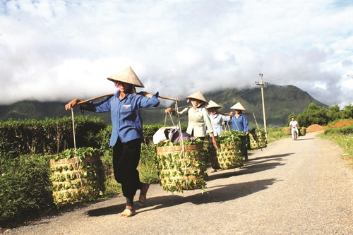 Trong xây dựng nông thôn mới, Lai Châu ưu tiên làm đường giao thông tại những vùng chè nhằm tạo động lực phát triển kinh tế