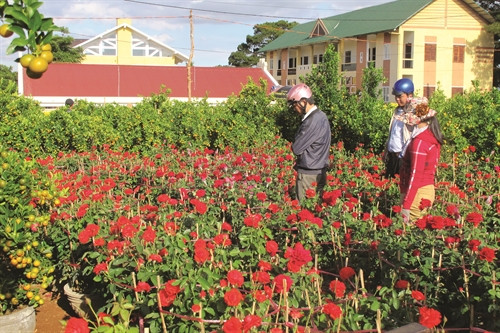 Nghề trồng hoa, cây cảnh tạo thu nhập ổn định cho nhiều hộ gia đình ở các xã vùng ven thành phố Pleiku