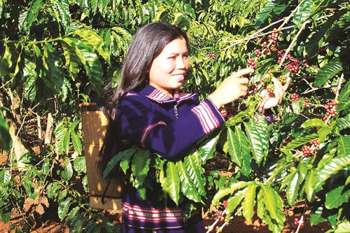 Cà phê là cây thế mạnh để xóa đói giảm nghèo ở các xã vùng ven thành phố Pleiku