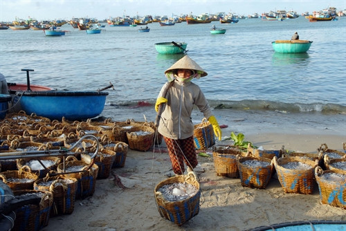 Nguyên liệu cá Cơm sau khi đánh bắt được đưa về xưởng làm mắm. Nguyên liệu cá Cơm sau khi đánh bắt được đưa về xưởng làm mắm.