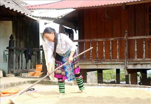 Chị Vàng Thị Sông phơi lúa. Ảnh: Công Tuyên - TTXVN Chị Vàng Thị Sông phơi lúa. Ảnh: Công Tuyên - TTXVN