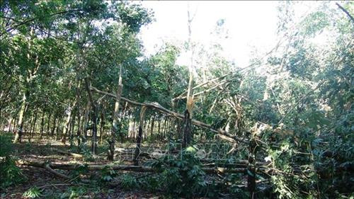 Những diện tích cây cao su bị đổ gãy sau trận mưa lốc. Ảnh: K GỬIH - TTXVN Những diện tích cây cao su bị đổ gãy sau trận mưa lốc. Ảnh: K GỬIH - TTXVN