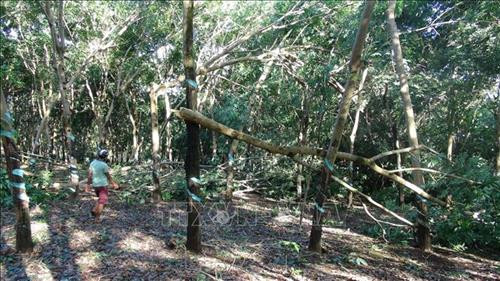 Những diện tích cây cao su bị đổ gãy sau trận mưa lốc. Ảnh: K GỬIH - TTXVN Những diện tích cây cao su bị đổ gãy sau trận mưa lốc. Ảnh: K GỬIH - TTXVN