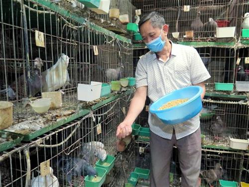 Mô hình đang được nhân rộng ra các địa phương khác để người dân phát triển kinh tế hộ làm giàu. Ảnh: Quân Trang-TTXVN Mô hình đang được nhân rộng ra các địa phương khác để người dân phát triển kinh tế hộ làm giàu. Ảnh: Quân Trang-TTXVN