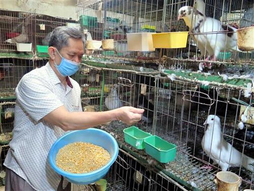 Thức ăn cho chim bồ câu thường là ngô, thóc, cám... Ảnh: Quân Trang-TTXVN Thức ăn cho chim bồ câu thường là ngô, thóc, cám... Ảnh: Quân Trang-TTXVN