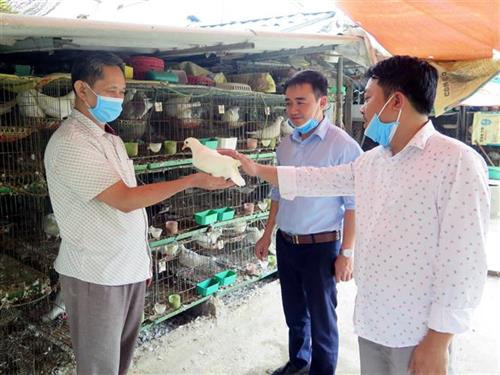 Bồ câu được các thương lái đến từ các tỉnh Bắc Giang, Bắc Ninh, Hà Nội… đến thu mua tận nhà. Ảnh: Quân Trang-TTXVN Bồ câu được các thương lái đến từ các tỉnh Bắc Giang, Bắc Ninh, Hà Nội… đến thu mua tận nhà. Ảnh: Quân Trang-TTXVN