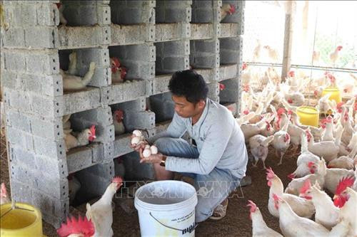 Trang trại nuôi gà lấy trứng của anh Cao Văn Cường ở xóm Đồng Tâm, xã Nghĩa Hoàn được gắn hạng 3 sao của chương trình OCOP. Ảnh: Nguyễn Oanh-TTXVN Trang trại nuôi gà lấy trứng của anh Cao Văn Cường ở xóm Đồng Tâm, xã Nghĩa Hoàn được gắn hạng 3 sao của chương trình OCOP. Ảnh: Nguyễn Oanh-TTXVN