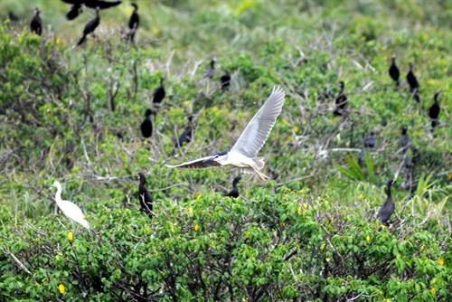 Nhiều loài chim sinh sống tại rừng ngập mặn Cần Giờ.