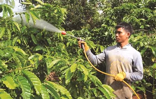 Sử dụng thuốc bảo vệ thực vật để phun trừ, chú ý phun ướt đều toàn bộ cây, đặc biệt phun kỹ thân cây và phun vào sáng sớm hoặc chiều mát Sử dụng thuốc bảo vệ thực vật để phun trừ, chú ý phun ướt đều toàn bộ cây, đặc biệt phun kỹ thân cây và phun vào sáng sớm hoặc chiều mát