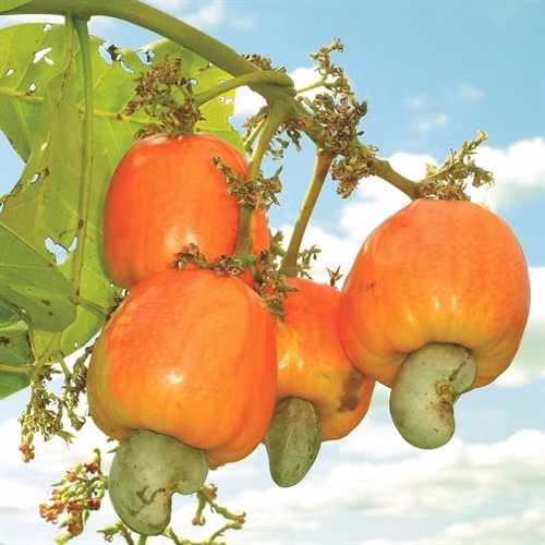 Bình Thuận hướng đến cây điều cho năng suất, chất lượng cao Bình Thuận hướng đến cây điều cho năng suất, chất lượng cao