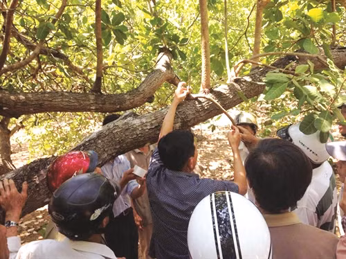 Hướng dẫn đồng bào ghép chồi trên cây điều giống Hướng dẫn đồng bào ghép chồi trên cây điều giống