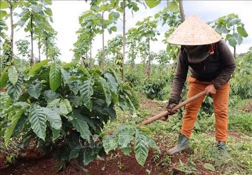Cây cà phê là cây công nghiệp xóa đói giảm nghèo chủ lực và mang thương hiệu đặc trưng của cộng đồng các dân tộc Tây Nguyên. Ảnh: Nguyễn Hoài Nam - TTXVN
