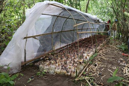 Mô hình trồng nấm Linh chi bán tự nhiên dưới tán rừng tại Vườn quốc gia Phước Bình. Ảnh: Nguyễn Thành – TTXVN Mô hình trồng nấm Linh chi bán tự nhiên dưới tán rừng tại Vườn quốc gia Phước Bình. Ảnh: Nguyễn Thành – TTXVN