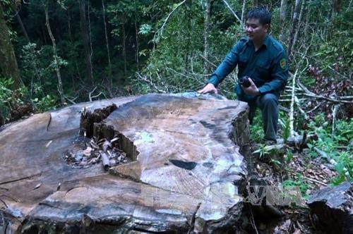 Nhiều loại câyy nghìn năm tuổi và đặc biệt quý hiếm trong Khu bảo tồn thiên nhiên Nam Nung (Đắk Nông) đang bị đốn hạ dần mòn nhiều năm nay. Ảnh: Hưng Thịnh - TTXVN Nhiều loại câyy nghìn năm tuổi và đặc biệt quý hiếm trong Khu bảo tồn thiên nhiên Nam Nung (Đắk Nông) đang bị đốn hạ dần mòn nhiều năm nay. Ảnh: Hưng Thịnh - TTXVN