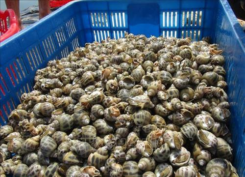 Mô hình nuôi ốc hương thu tiền tỷ của anh Phạm Văn Nghĩa (xã Quảng Xuân, huyện Quảng Trạch, tỉnh Quảng Bình). Ảnh: Đức Thọ - TTXVN