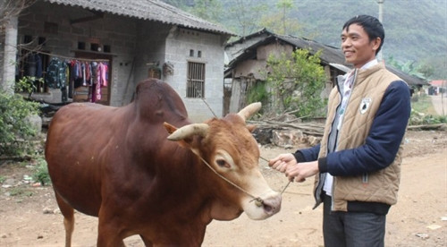 Anh Nông Văn Tâm và con bò đực giống của gia đình. Anh Nông Văn Tâm và con bò đực giống của gia đình.