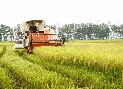 Thu hoạch lúa chất lượng cao ở huyện Triệu Phong. Ảnh:nongnghiep.vn