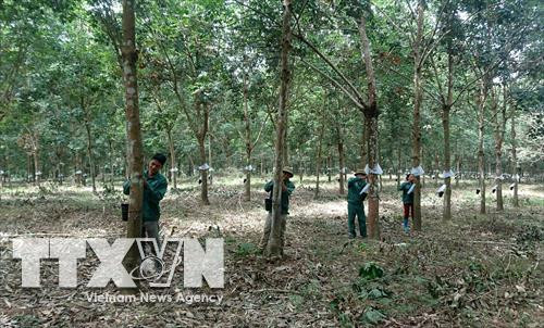 Người dân thu hoạch mủ cao su. Ảnh: Việt Hoàng - TTXVN Người dân thu hoạch mủ cao su. Ảnh: Việt Hoàng - TTXVN