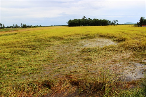 Những diện tích lúa bị ngã đổ, ngập nước sẽ ảnh hưởng đến năng suất