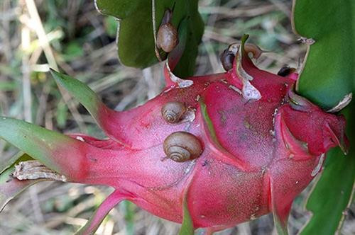 Ốc sên ăn thanh long. Ảnh: baobinhthuan.com.vn Ốc sên ăn thanh long. Ảnh: baobinhthuan.com.vn