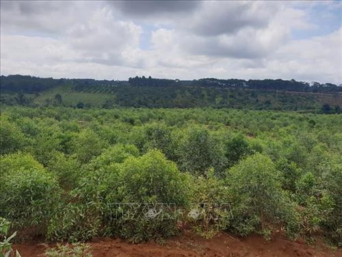 Cây keo phát triển xanh tốt sau gần 1 năm được trồng trên đất hoàn nguyên “hậu” khai thác bô xít. Ảnh: Hưng Thịnh - TTXVN Cây keo phát triển xanh tốt sau gần 1 năm được trồng trên đất hoàn nguyên “hậu” khai thác bô xít. Ảnh: Hưng Thịnh - TTXVN