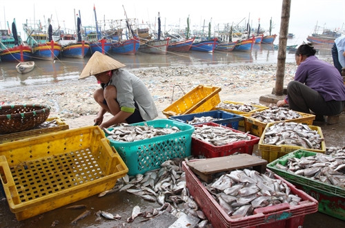 Hải sản được chế biến trước khi đưa đi tiêu thụ