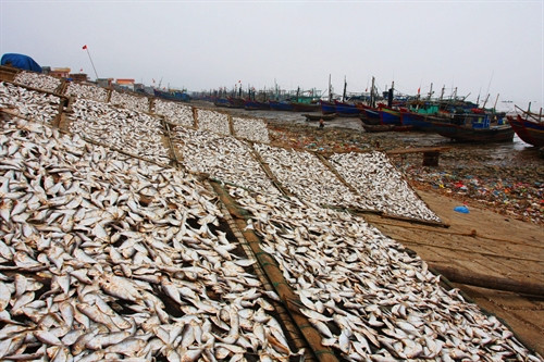 Phơi cá dọc bãi biển Ngư Lộc mỗi buổi chiều.