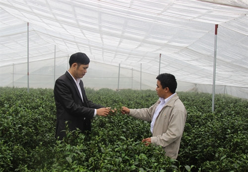 A Văn (bên phải) kiểm tra sinh trưởng của cây chè thâm canh trong nhà được che phủ nilon. Ảnh: Hoàng Nguyên - TTXVN A Văn (bên phải) kiểm tra sinh trưởng của cây chè thâm canh trong nhà được che phủ nilon. Ảnh: Hoàng Nguyên - TTXVN