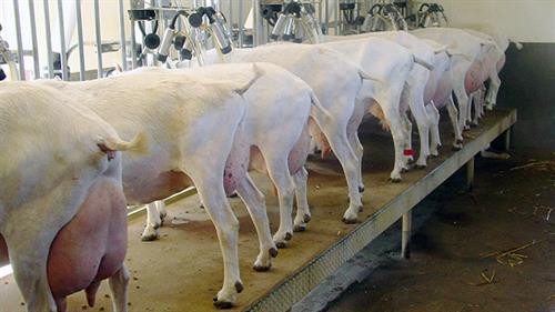 Dê lấy sữa. Ảnh: nhanong.com.vn Dê lấy sữa. Ảnh: nhanong.com.vn