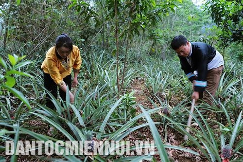 Tận dụng diện tích đất vườn nhà, anh Xồng Bá Cha đã trồng các loại cây ăn quả có giá trị kinh tế như dứa, chuối, ổi. Ảnh: Nam Sương