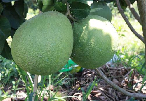 Quả bưởi da xanh trồng ở vùng đất Phước Bình (Bác Ái, Ninh Thuận). Ảnh: Nguyễn Thành - TTXVN Quả bưởi da xanh trồng ở vùng đất Phước Bình (Bác Ái, Ninh Thuận). Ảnh: Nguyễn Thành - TTXVN