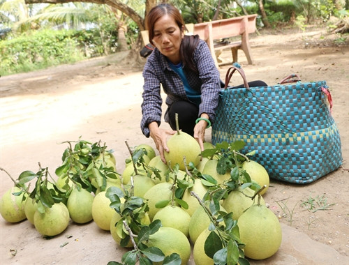 Thương lái thu mua bưởi ngay tại vườn. Thương lái thu mua bưởi ngay tại vườn.