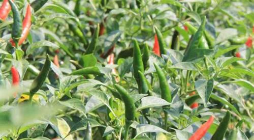 Đặc sắc món cheo cá của đồng bào Pa Cô ảnh 1